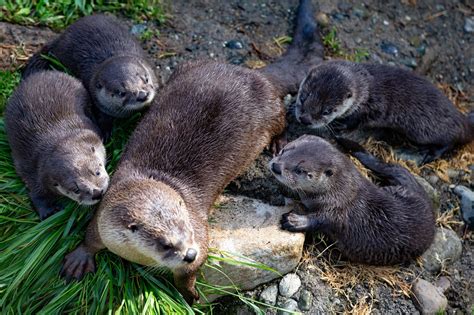 River Otter Pups Take Their Swim Lessons Outside