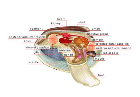 ANIMAL KINGDOM :: MOLLUSKS :: BIVALVE SHELL :: ANATOMY OF A BIVALVE ...