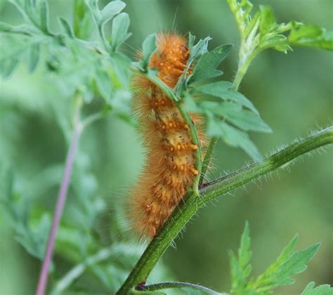 Virginia Tiger Moth caterpillar (spilosoma virginica) | Flickr - Photo ...