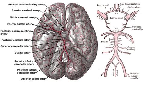 Neurostructural Chiropractic and Brain Health Part 2: Blood Flow