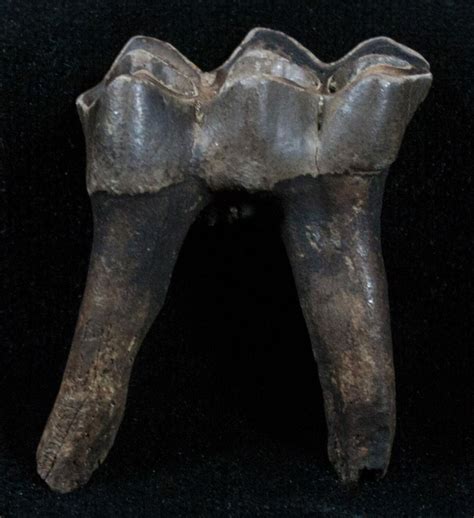 Pleistocene Camel Tooth - Florida For Sale (#3764) - FossilEra.com