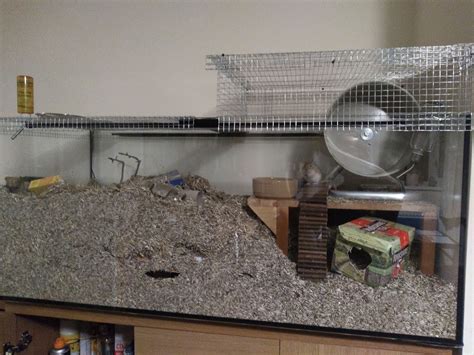 Gerbil Housing Pictures II | The Gerbil Forum