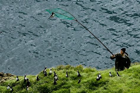 Puffin Hunting In Iceland Gives A Unique Insight Into Climate Effects ...