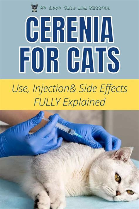 Cerenia for Cats (Use, Injection & Side Effects FULLY explained) | Cat ...