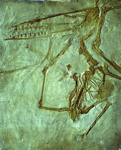 Pterodactyl Fossil Photograph by Sinclair Stammers/science Photo ...