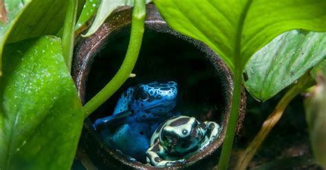 Can Poison Dart Frogs Make Good Pets?