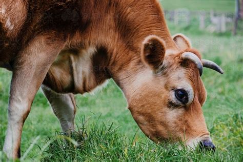 Image of Jersey cow eating grass close up - Austockphoto