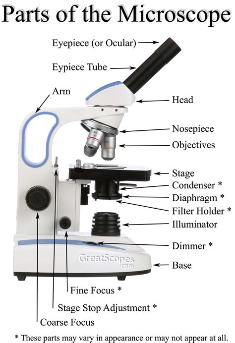 Compound Microscope Parts And Function