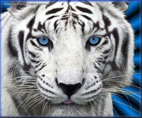 Blue eyed tiger | Pet tiger, Cute wild animals, Tiger pictures