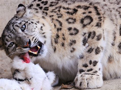 wallpaper snow leopard, predator, face HD : Widescreen : High ...