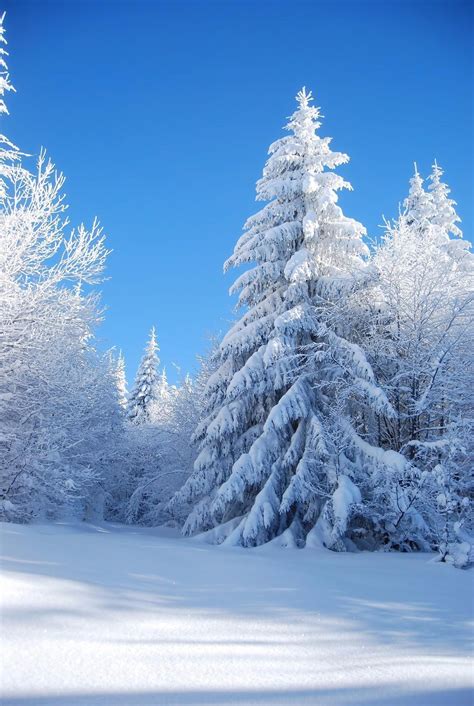 Winter Snow Covered Trees Wallpapers - Wallpaper Cave