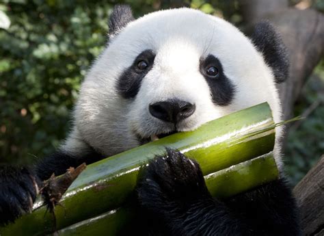 Panda and Bamboo | SiOWfa16: Science in Our World: Certainty and ...