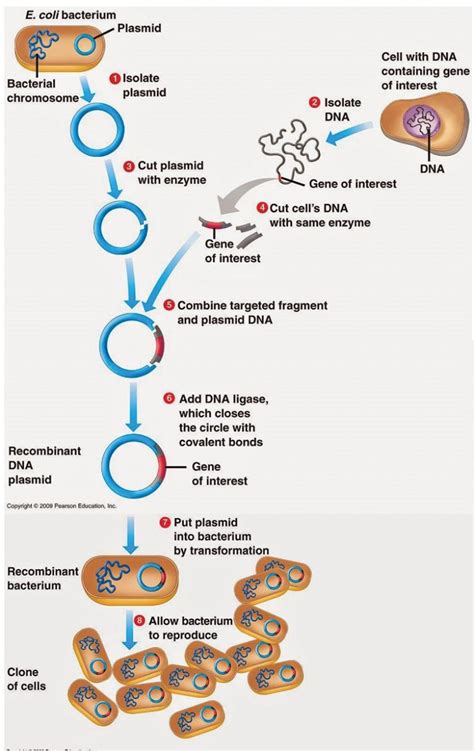 Gene Cloning: Basic, Requirements & Steps : Plantlet