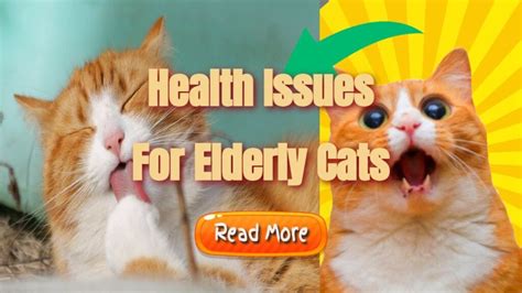 Health Issues For Elderly Cats - Orca Digitals