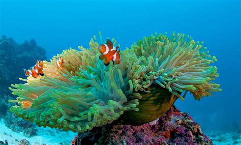 Clownfish and sea anemone relationship myths and facts