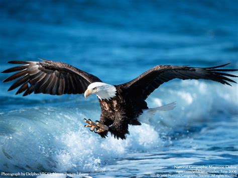 Imgur | Águia careca, Aves de estimação, Fotos de aguia