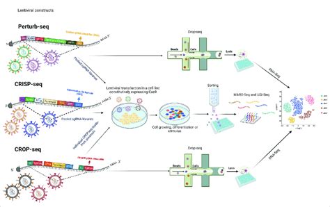 A general methodology of CRISPR screening platforms. "Figure created ...