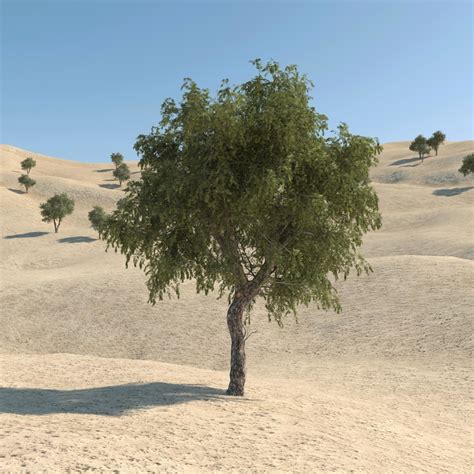 3d model ghaf tree