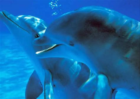 How Do Dolphins Communicate? - AnimalBehaviorCorner