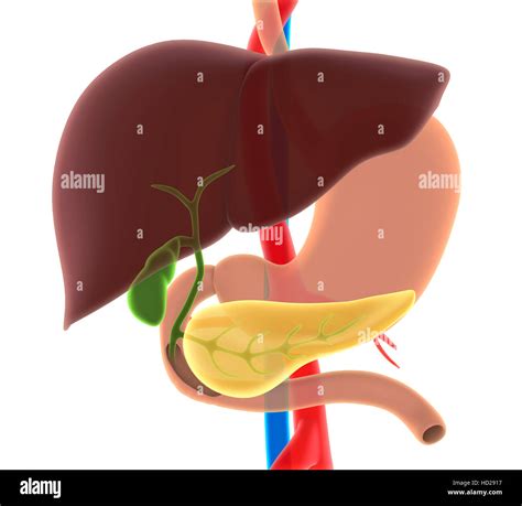 Human liver with gallbladder hi-res stock photography and images - Alamy