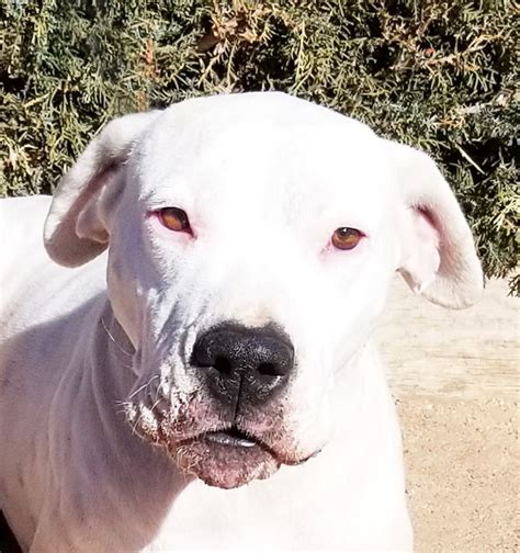 Dogo Argentino dog for Adoption in Albuquerque, NM. ADN-749043 on ...