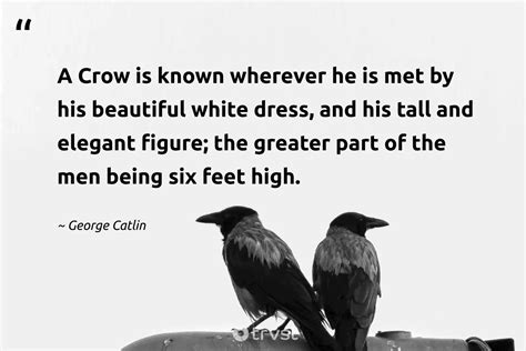 40 Crow Quotes & Sayings About The Misunderstood Birds (2024)