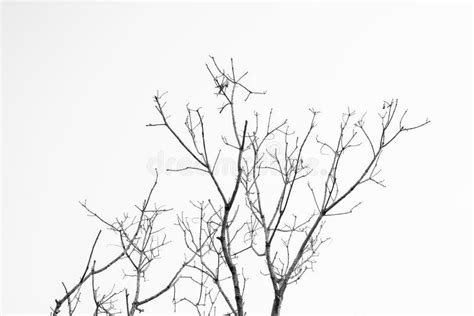 Dead tree stock image. Image of abstract, shape, dying - 121615913