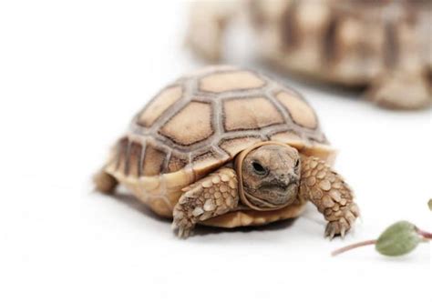 Baby Sulcata Tortoise: Everything You Need To Know - Learn About Nature