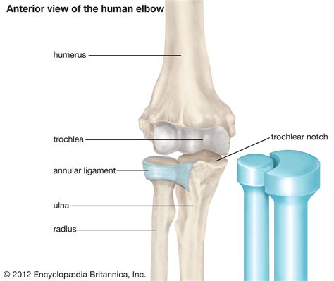 Pivot joint | Definition, Examples, Function, & Facts | Britannica