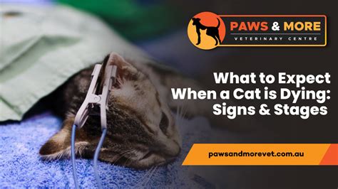 What to Expect When a Cat is Dying: Signs & Stages - Paws and More Vet