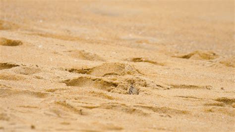 A ghost crab digging sand to make a hole on the beach 8867409 Stock ...