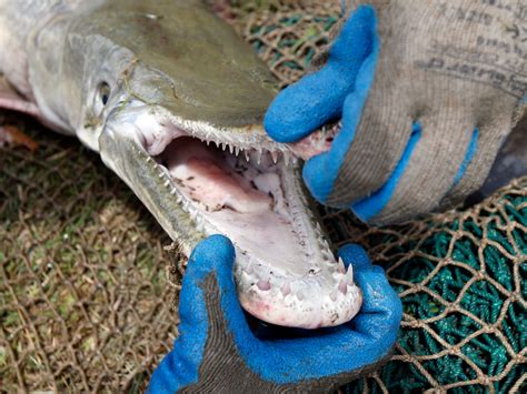 Alligator Gar Fish Are Asian Carp's Worst Nightmares - Business Insider