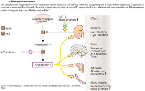 Inhibitors of the Renin Angiotensin Aldosteron System - Manual of Medicine