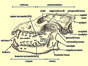 Rostrum (anatomy) - Wikipedia