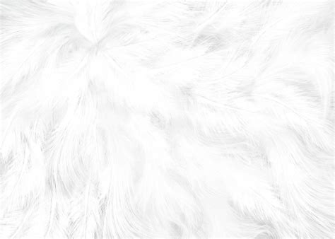 Black And White Feather Wallpaper