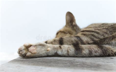 Cute Cat is Sleeping on Wooden Table Stock Image - Image of hair ...