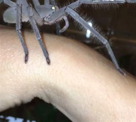 Large Huntsman Pet Spider Is As Big As Owner’s Hand - Small Joys