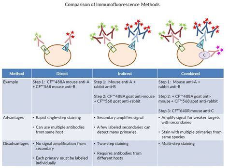 Tech Tip: Combined Direct and Indirect Immunofluorescence Using Primary ...