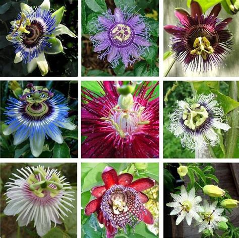 U PICK 2 Passiflora Passion Fruit Vine 18 Different Varieties | Etsy ...