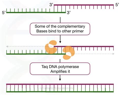 "Primer Dimer": Zones DNA amplification by pairing with foe