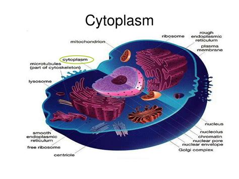 PPT - Eukaryotic Cell PowerPoint Presentation, free download - ID:5689618