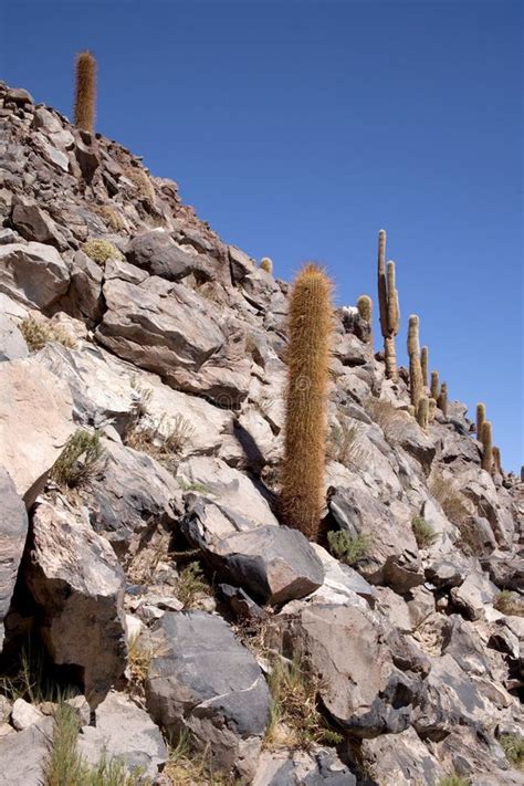 Oasis in Atacama desert stock photo. Image of aride, cactus - 10933796