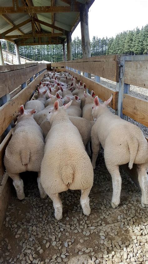 Beltex sheep breed focus of field day | Otago Daily Times Online News