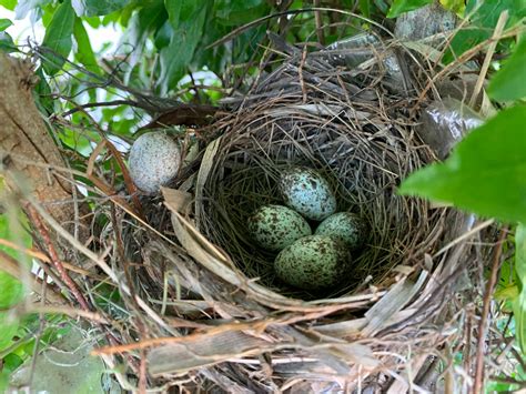 When Do Cardinals Lay Eggs? - Birdwatching Buzz