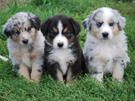 australian shepherd puppies wallpapers for desktop | All Puppies ...