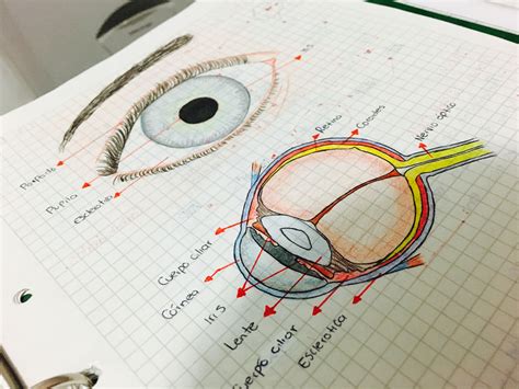 Ojo Humano Y Sus Partes Anatomía Del Ojo Dibujo Del Ojo Humano | Free ...