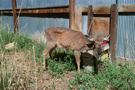 CWD Reported in Mississippi from Infected Whitetail Deer