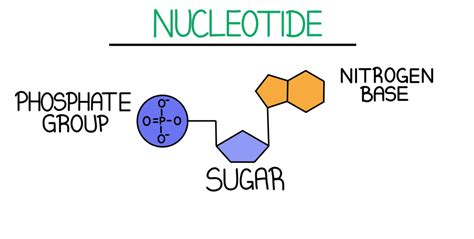 DNA Structure — Overview & Diagrams - Expii