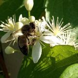 Clematis virginiana | Brushwood Nursery, Clematis Specialists