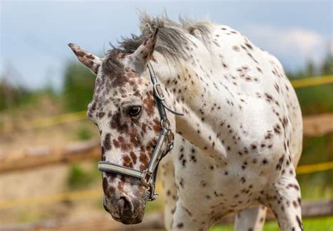 Most Beautiful Horse Breed In The World